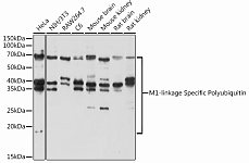 Western blot - M1-linkage Specific Polyubiquitin Rabbit pAb (A18200)