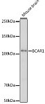 Western blot - BCAR1 Rabbit pAb (A18270)