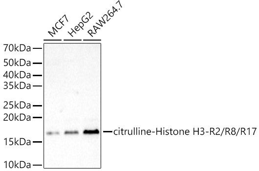 citrulline-Histone H3-R2/R8/R17 Rabbit pAb