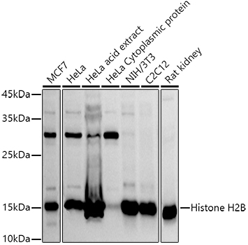 Histone H2B Rabbit pAb