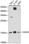 Western blot - CXCL9 Rabbit pAb (A1864)