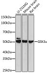 Western blot - [KO Validated] GSK3α Rabbit pAb (A18655)