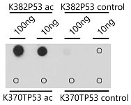 Dot Blot - Acetyl-p53-K382 Rabbit pAb (A18663)