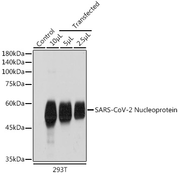 SARS-CoV-2 Nucleoprotein Rabbit pAb