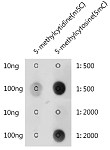 Dot Blot - 5-Methylcytosine (5mC) Rabbit pAb (A18805)