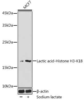 Lactic acid-Histone H3-K18 Rabbit pAb