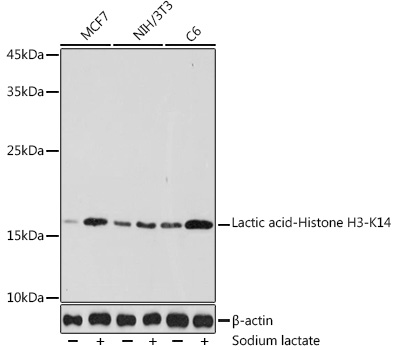 Lactic acid-Histone H3-K14 Rabbit pAb