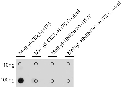 Methyl-HP1 gamma/CBX3-H175 Rabbit pAb