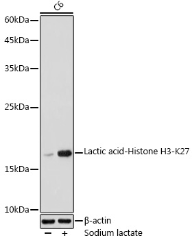Lactic acid-Histone H3-K27 Rabbit pAb