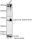 Western blot - Lactic acid -Histone H4-K5 Rabbit pAb (A18829)