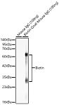 Western blot - Biotin Rabbit pAb (A18848)