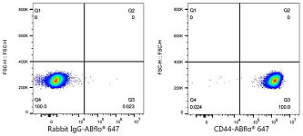 Western blot - CD44 Rabbit mAb (A19020)