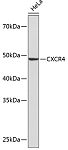 Western blot - CXCR4 Rabbit mAb (A19035)