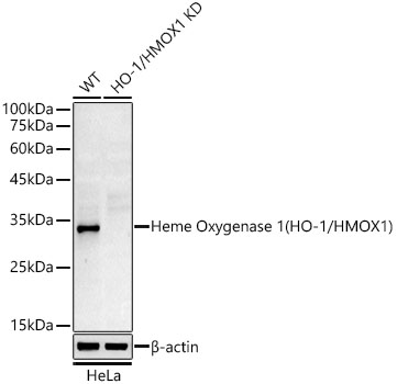 [KD Validated] Heme Oxygenase 1 (HO-1/HMOX1) Rabbit mAb