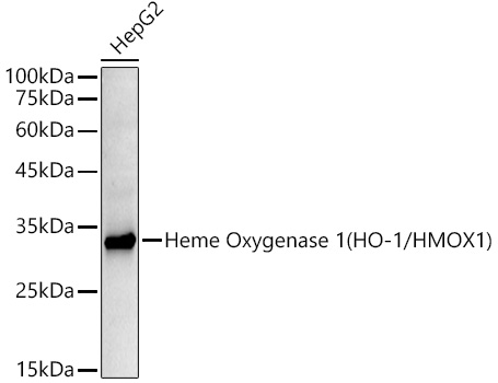 [KD Validated] Heme Oxygenase 1 (HO-1/HMOX1) Rabbit mAb