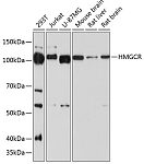 Western blot - HMGCR Rabbit mAb (A19063)