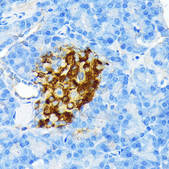 Insulin Rabbit mAb