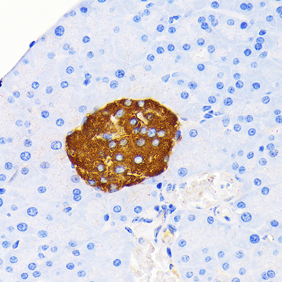 Insulin Rabbit mAb