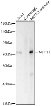 METTL3 Rabbit mAb