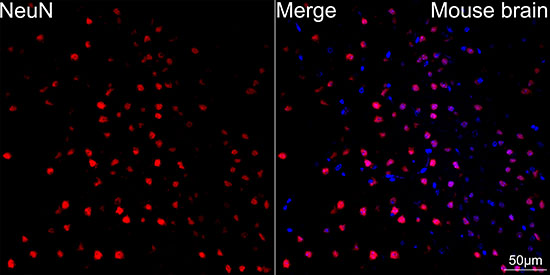 NeuN Rabbit mAb