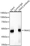 Western blot - [KD Validated] TRAF2 Rabbit mAb (A19129)