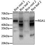 Western blot - RGA1 Rabbit pAb (A19214)