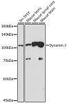 Western blot - Dynamin 3 Rabbit mAb (A19260)