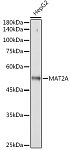 Western blot - MAT2A Rabbit mAb (A19272)