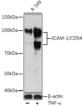 ICAM-1/CD54 Rabbit mAb