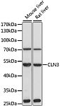 Western blot - CLN3 Rabbit pAb (A1931)