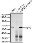 Western blot - [KO Validated] HDAC1 Rabbit mAb (A19571)