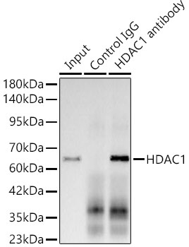 [KO Validated] HDAC1 Rabbit mAb