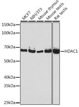 [KO Validated] HDAC1 Rabbit mAb