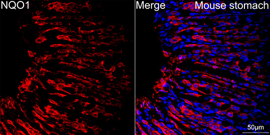 [KD Validated] NQO1 Rabbit mAb