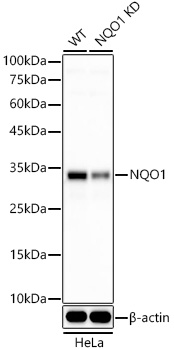 [KD Validated] NQO1 Rabbit mAb