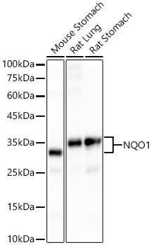 [KD Validated] NQO1 Rabbit mAb