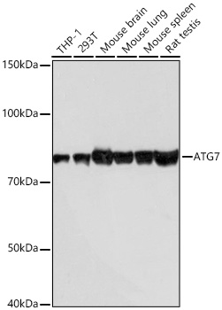 [KD Validated] ATG7 Rabbit mAb