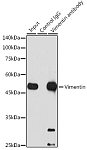 Western blot - [KD Validated] Vimentin Rabbit mAb (A19607)