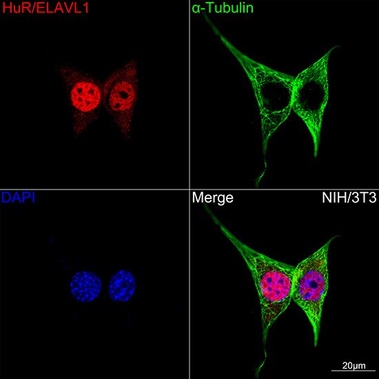 [KO Validated] HuR/ELAVL1 Rabbit mAb