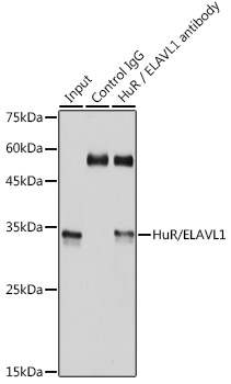 [KO Validated] HuR/ELAVL1 Rabbit mAb