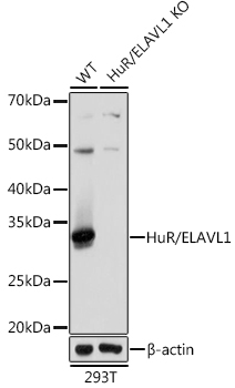 [KO Validated] HuR/ELAVL1 Rabbit mAb