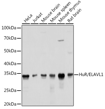 [KO Validated] HuR/ELAVL1 Rabbit mAb