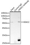 Western blot - HDAC2 Rabbit mAb (A19626)