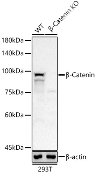 [KO Validated] β-Catenin Rabbit mAb