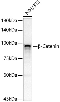 [KO Validated] β-Catenin Rabbit mAb