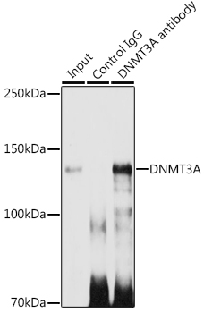 [KO Validated] DNMT3A Rabbit mAb