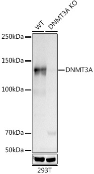 [KO Validated] DNMT3A Rabbit mAb