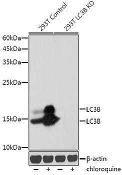 ABclonal:Western blot - [KO Validated] LC3B Rabbit mAb (A19665)}