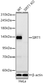 [KO Validated] SIRT1 Rabbit mAb