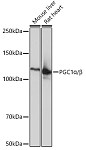Western blot - PGC1α/β Rabbit mAb (A19674)